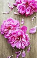 roze pioenroos bloemen op hout foto