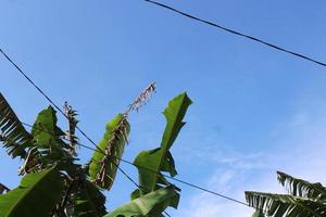 foto van banaan boom bladeren tegen blauw lucht