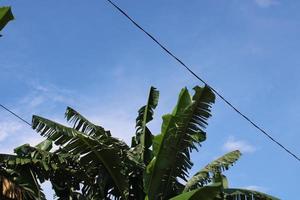 foto van banaan boom bladeren tegen blauw lucht