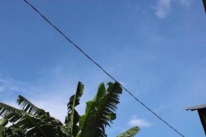 foto van banaan boom bladeren tegen blauw lucht