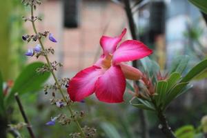 roze bloemen bloeien in de tuin foto