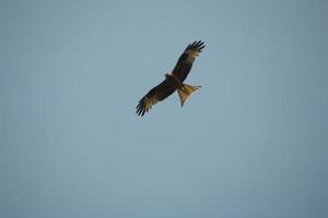 valk Aan lucht foto