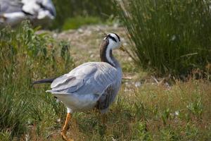 gans Aan boerderij foto