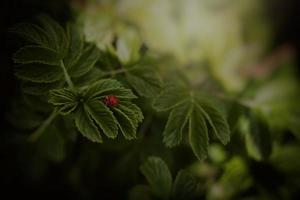 een voorjaar struik met groen bladeren en een rood lieveheersbeestje in de warmte van de middag zon foto