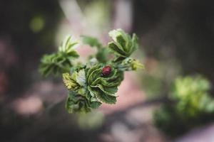 een voorjaar struik met groen bladeren en een rood lieveheersbeestje in de warmte van de middag zon foto