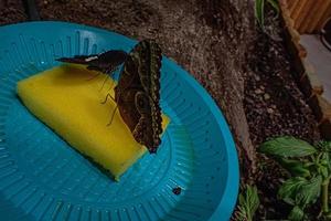 delicaat kleurrijk gekweekt vlinder in de vlinder huis in detailopname foto