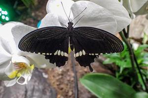 delicaat kleurrijk gekweekt vlinder in de vlinder huis in detailopname foto