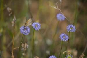 weinig bruin vlinder zittend Aan een zomer blauw bloem in een weide foto