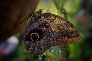 delicaat kleurrijk gekweekt vlinder in de vlinder huis in detailopname foto