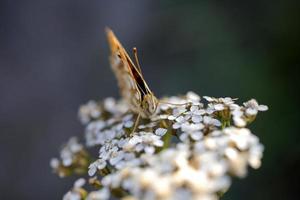 bruin vlinder zittend Aan een zomer wit bloem foto