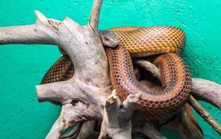 hoofd en ogen van een slang die aan een tak hangt van dichtbij foto