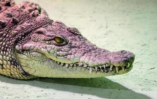 krokodillenkop met brede mond en gele ogen van dichtbij foto