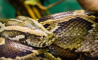 grote slang anaconda close-up foto