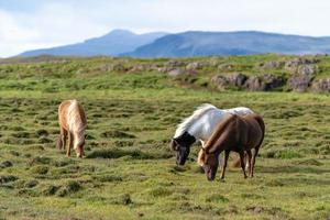 IJslandse paarden grazen vrij in een weiland foto