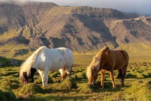 twee IJslandse paarden grazen op het IJslandse platteland foto