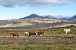 IJslandse paarden grazen vrij in de uitgestrekte ijslandse omgeving