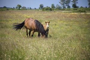 merrie en veulen in de weide foto