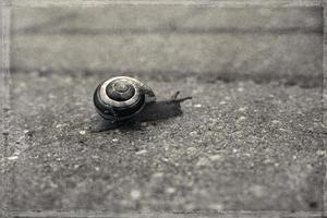 een weinig eenzaam slak wandelen Aan een grijs oud trottoir foto
