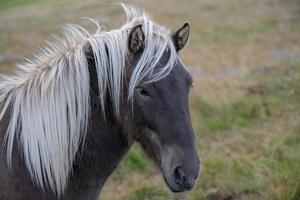 portret van een bruin IJslands paard foto
