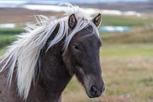 close-up van een bruin IJslands paard foto