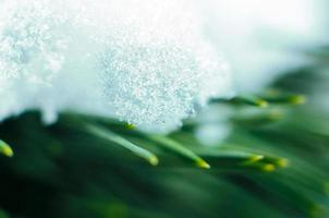 sneeuw op groene takken sparren, macro achtergrond, natuur flora klimaat winter en lente foto