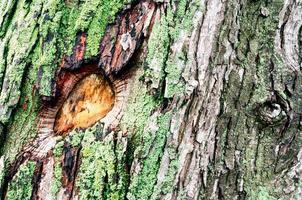 houten achtergrond van de boomstam van de esdoorn met groen mos foto