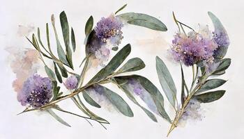 buitengewoon lavendel bloemen en eucalyptus takken geïsoleerd Aan wit, bloemen lauwerkrans, waterverf illustratie. generatief ai foto