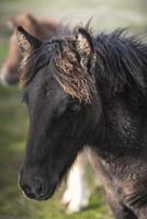 close-up portret van een zwart IJslands paard foto