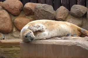 spelen opgeslagen zegel in een dierentuin in Polen foto