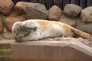 spelen opgeslagen zegel in een dierentuin in Polen foto