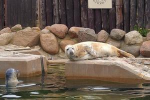 spelen opgeslagen zegel in een dierentuin in Polen foto