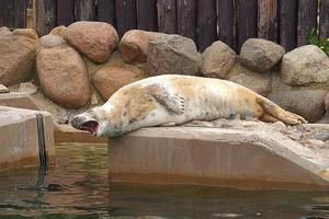 spelen opgeslagen zegel in een dierentuin in Polen foto