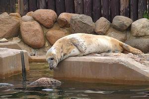 spelen opgeslagen zegel in een dierentuin in Polen foto