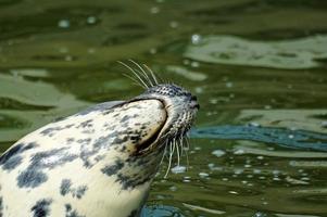 spelen opgeslagen zegel in een dierentuin in Polen foto