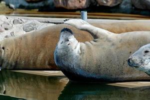 spelen opgeslagen zegel in een dierentuin in Polen foto