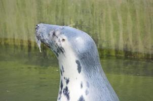 spelen opgeslagen zegel in een dierentuin in Polen foto