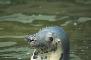 spelen opgeslagen zegel in een dierentuin in Polen foto