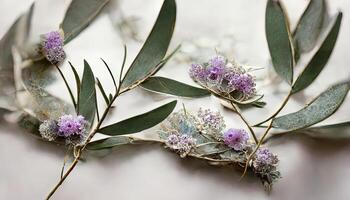 verrassend lavendel bloemen en eucalyptus takken geïsoleerd Aan wit, bloemen lauwerkrans. generatief ai foto