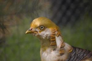 goud fazant Aan boerderij foto