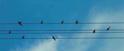 lucht en vogel muziek- foto