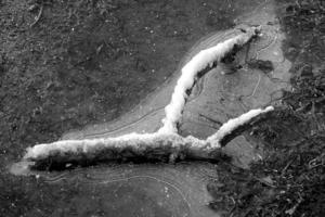 stok gedekt met sneeuw aan het liegen in een bevroren plas van water foto