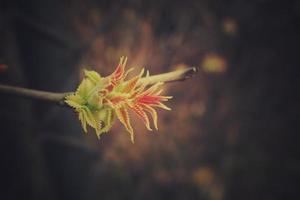 groen eerste voorjaar struik bladeren kijken door de hek foto