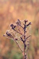 herfst spin web in de mist Aan een fabriek met druppels van water foto