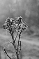 herfst spin web in de mist Aan een fabriek met druppels van water foto