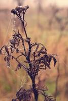 herfst spin web in de mist Aan een fabriek met druppels van water foto