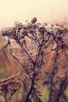 herfst spin web in de mist Aan een fabriek met druppels van water foto