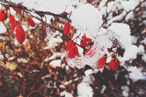 rood berberis fruit gedekt met winter ijs foto