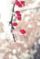 rood berberis fruit gedekt met winter ijs foto