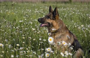 Duitse herder in madeliefjes foto