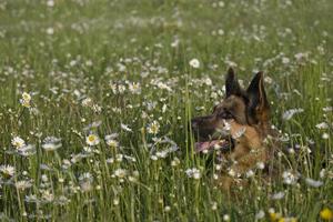 Duitse herder in madeliefjes foto